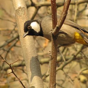 White-eared Bulbul(Pycnonotus leucotis)2