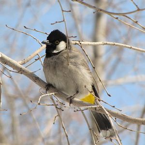 White-eared Bulbul(Pycnonotus leucotis)1