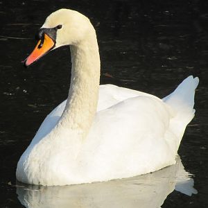 Mute Swan