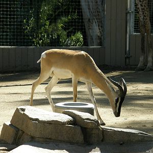 soemmering gazelle