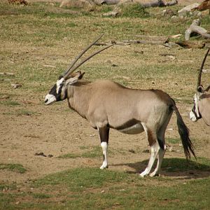 gemsbok
