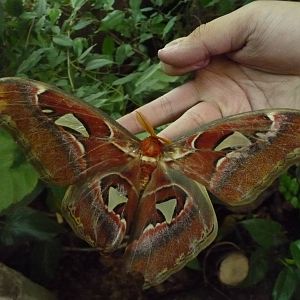 Attacus atlas