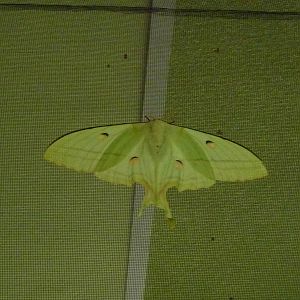 Moon moth