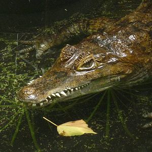 Spectacled caiman