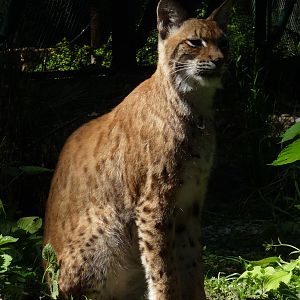 Eurasian Lynx