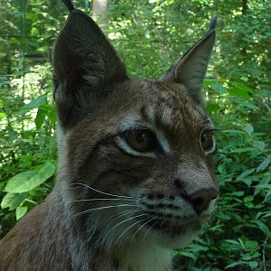 Eurasian Lynx