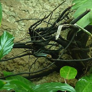 San Francisco garter snake