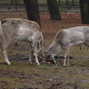 Persian fallow deer