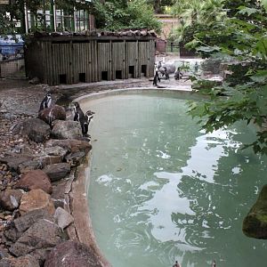 ZOO Antwerpen - Penguin exhibit