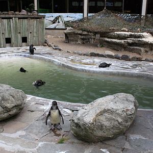 ZOO Antwerpen - Penguin exhibit