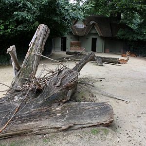 ZOO Antwerpen - Dybowski deer exhibit