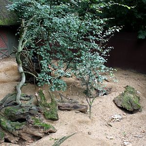 ZOO Antwerpen - Yellow mongoose exhibit