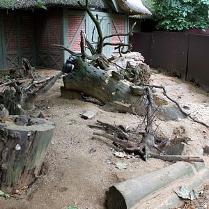 ZOO Antwerpen - Meerkat exhibit