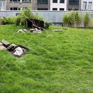 ZOO Antwerpen - Extension area (Wallaby)