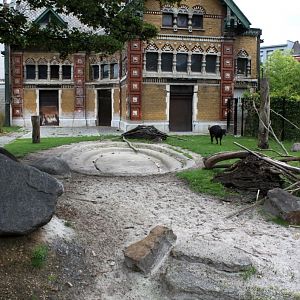 ZOO Antwerpen - Anoa exhibit