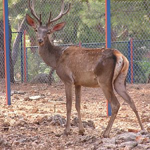 Red Deer in Antalya Zoo