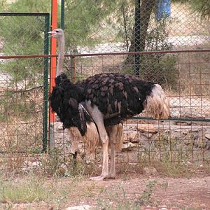Ostrich in Antalya Zoo