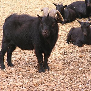 Domestic goat in Antalya Zoo