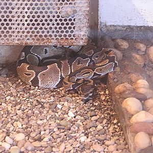 Royal/ball python in Antalya Zoo