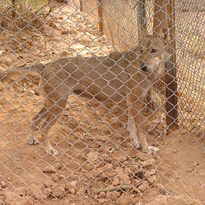 Grey Wolf in Antalya Zoo