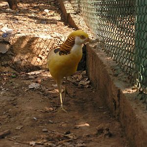 Golden Pheasant in Antalya Zoo