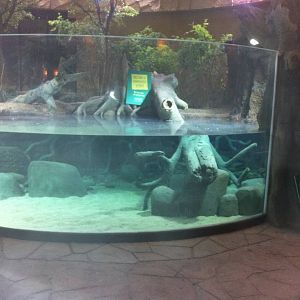 New Tank In Jaguar House 27/12/11