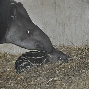 Newborn Tapir 27/12/11