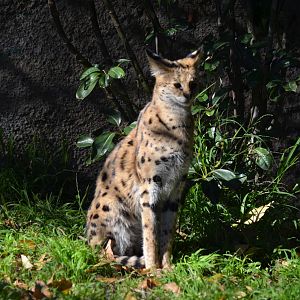 Serval