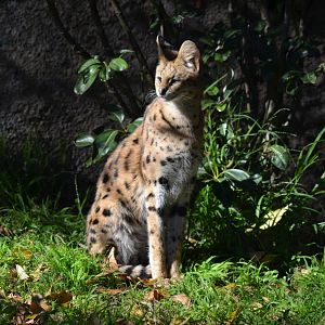 Serval