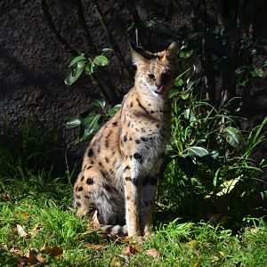 Serval