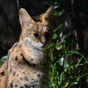 Serval