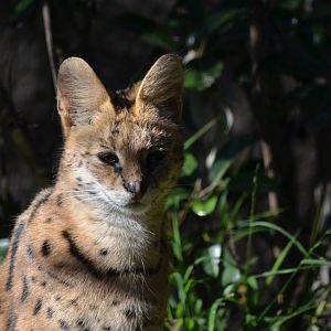 Serval