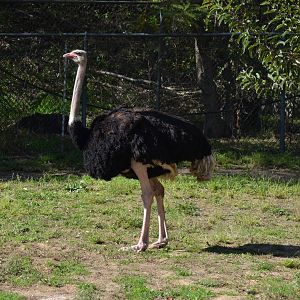 Ostrich