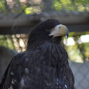 Steller's Sea Eagle