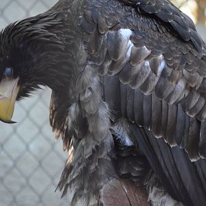 Steller's Sea Eagle