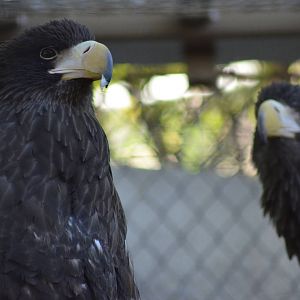 Steller's Sea Eagles
