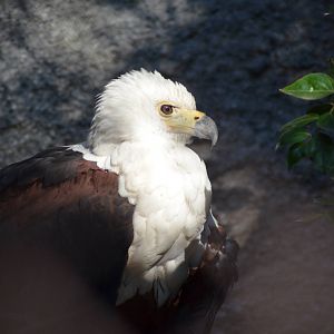 African Fish Eagle