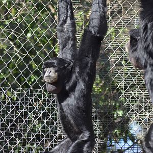 Siamangs