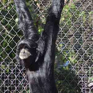 Siamangs