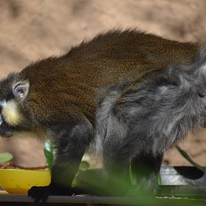 Moustached Guenon