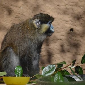 Moustached Guenon