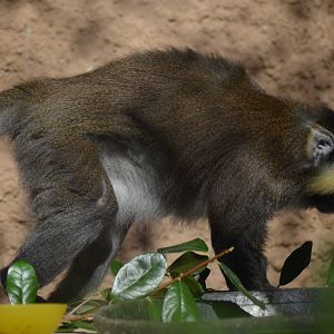 Moustached Guenon