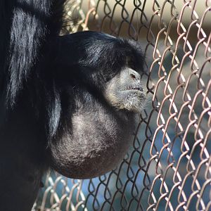 Siamang