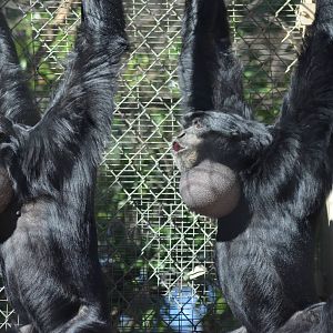 Siamangs