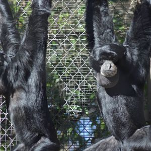 Siamangs