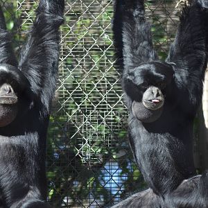 Siamangs
