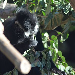 Francois' Langur