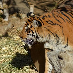 Sumatran Tiger