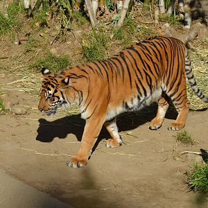 Sumatran Tiger