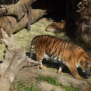 Sumatran Tiger Mother and Cubs